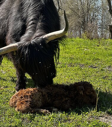 Nojaus Ambrazevičiaus augintiniai hailendai