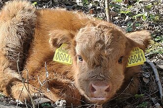 Pirmasis bandos naujagimis Marmadukas