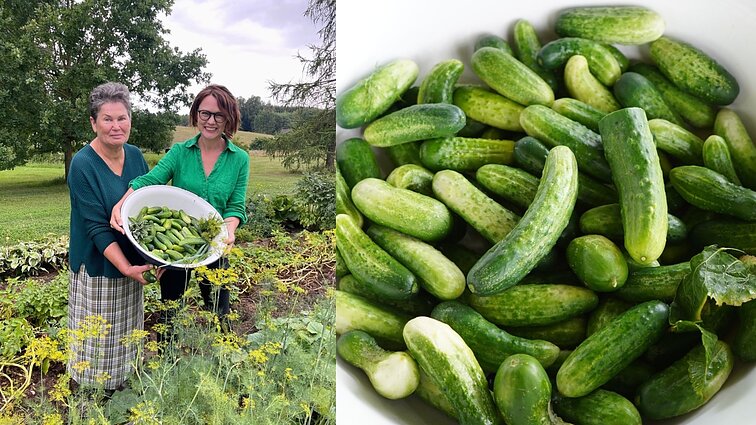 Agurkų derlius – garantuotas: biochemikė pasidalijo sėjimo, auginimo ir tręšimo patarimais