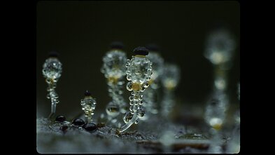 Kadras iš A. Žegulytės filmo „Dulkės, kaulai ir stebuklai“