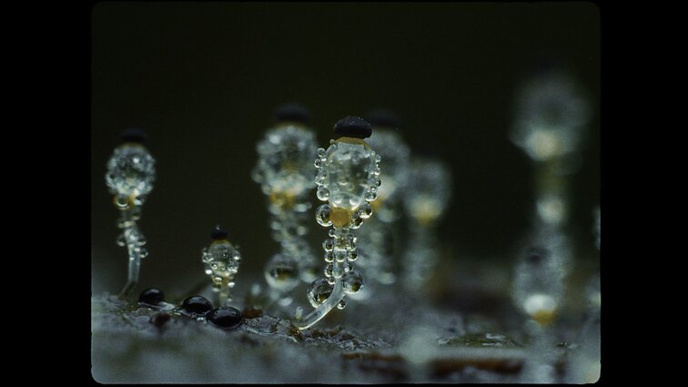 Kadras iš A. Žegulytės filmo „Dulkės, kaulai ir stebuklai“