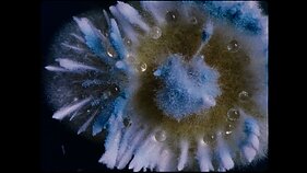 Kadras iš A. Žegulytės filmo „Dulkės, kaulai ir stebuklai“