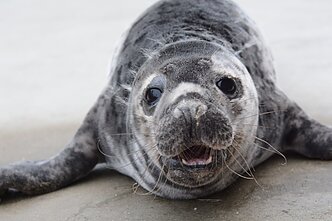 Ruoniukas Lietuvos jūrų muziejaus Baltijos jūros gyvūnų reabilitacijos centre