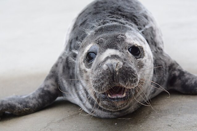 Ruoniukas Lietuvos jūrų muziejaus Baltijos jūros gyvūnų reabilitacijos centre