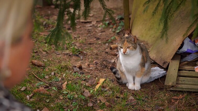 Vieni sterilizuoja, kiti išveža nežinia kur: (ne)išspręsta Jurbarko benamių kačių problema