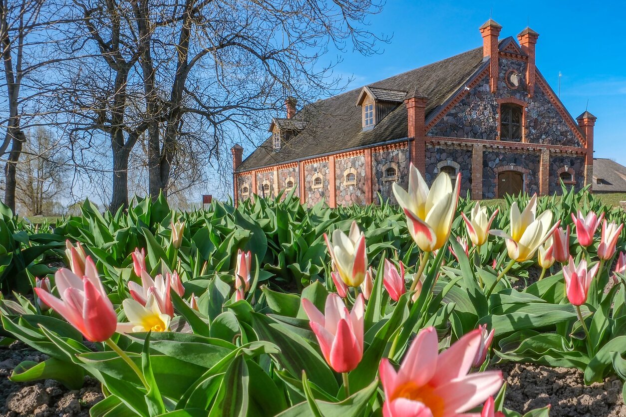 Burbiškio dvare pražydo pirmosios tulpės