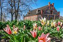 Burbiškio dvare pražydo pirmosios tulpės