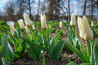 Burbiškio dvare pražydo pirmosios tulpės