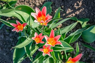 Burbiškio dvare pražydo pirmosios tulpės