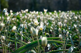 Burbiškio dvare pražydo pirmosios tulpės