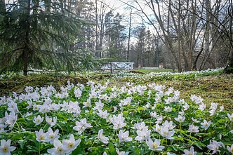 Burbiškio dvaro parkas pavasarį