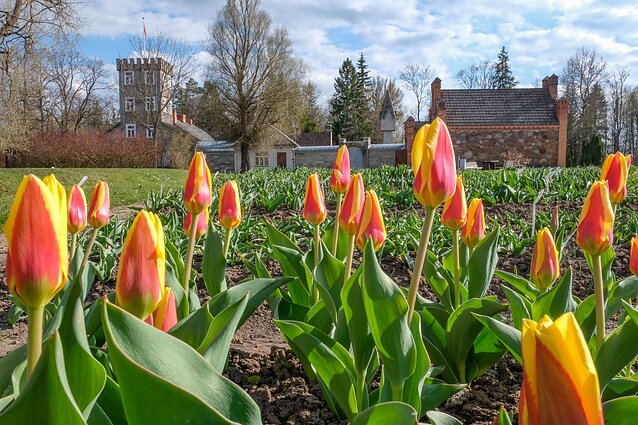 Burbiškio dvare pražydo pirmosios tulpės
