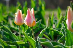 Burbiškio dvare pražydo pirmosios tulpės