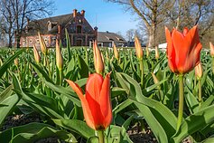 Burbiškio dvare pražydo pirmosios tulpės