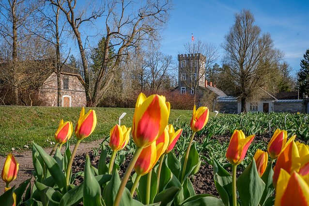 Burbiškio dvare pražydo pirmosios tulpės