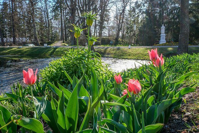 Burbiškio dvare pražydo pirmosios tulpės