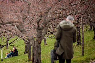 Sakuros, asociatyvi nuotr.