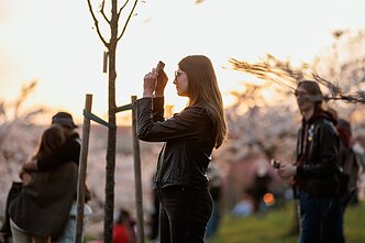 Sakurų žydėjimas Vilniuje, asociatyvi nuotr.