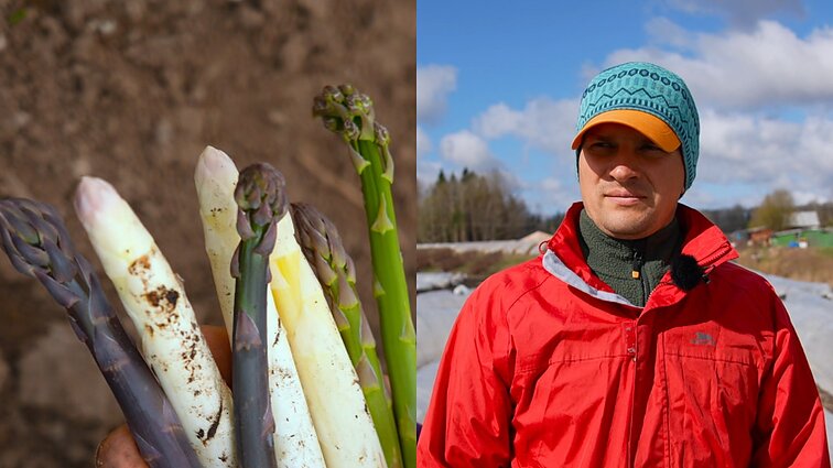 Simonas 12 metų augina smidrus: atskleidė šaknų sodinimo būdą ir kuo skiriasi pagal spalvą