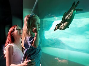 Pingvinai Lietuvos jūrų muziejuje