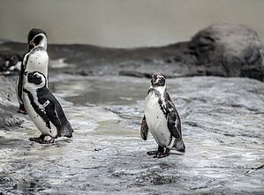 Pingvinai Lietuvos jūrų muziejuje