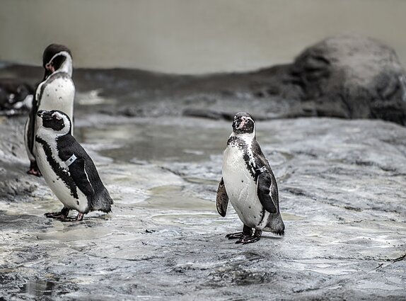 Pingvinai Lietuvos jūrų muziejuje