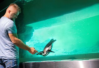 Pingvinai Lietuvos jūrų muziejuje