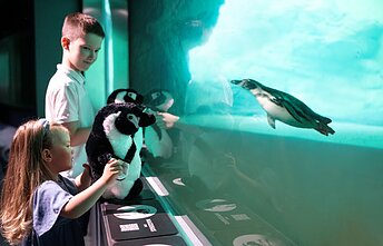 Pingvinai Lietuvos jūrų muziejuje