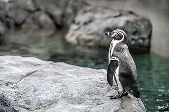 Pingvinai Lietuvos jūrų muziejuje