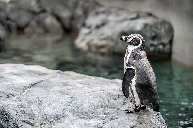 Pingvinai Lietuvos jūrų muziejuje