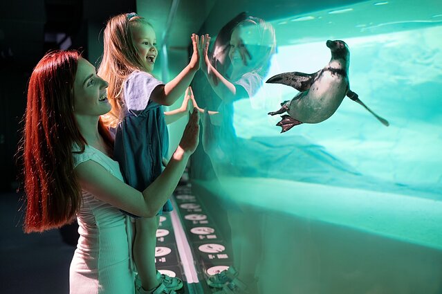 Pingvinai Lietuvos jūrų muziejuje