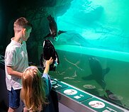 Pingvinai Lietuvos jūrų muziejuje