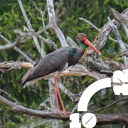 Lietuvoje nufotografuotas beveik 20-ties metų juodasis gandras: tai – išskirtinis atvejis