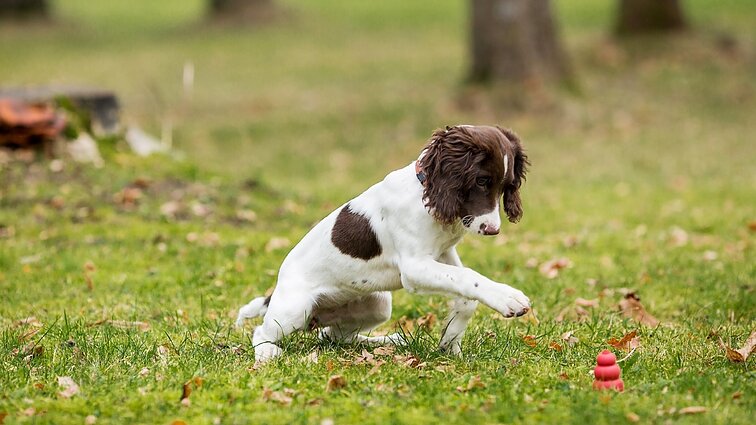 Minima šuns diena: tarp tarnyboje esančių šunų Klaipėdoje – neįprastos veislės augintinis