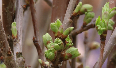 Minint Basanavičiaus 175-ąsias gimimo metines – Ožkabaliuose pasodinta 40 vyšnių