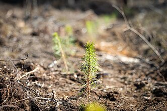 Nacionalinis miškasodis