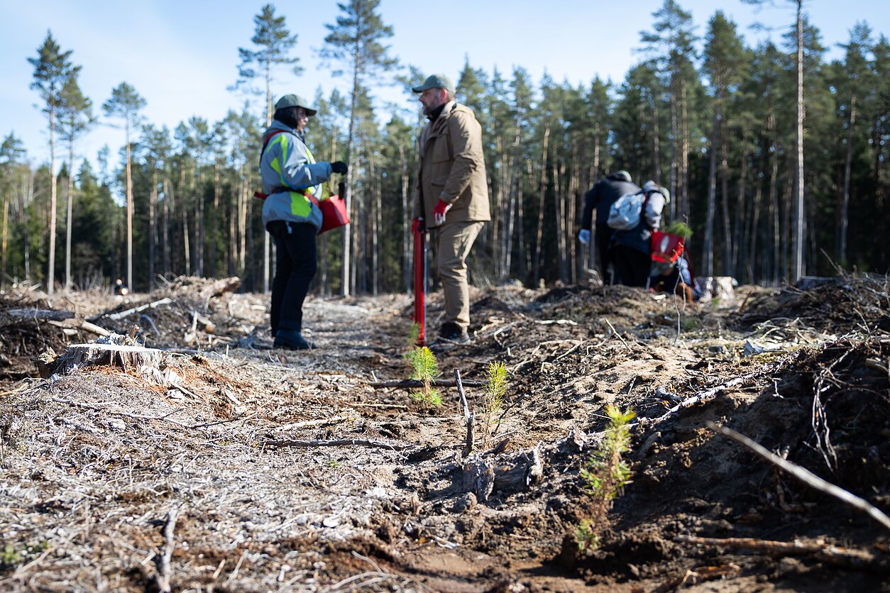 Nacionalinis miškasodis