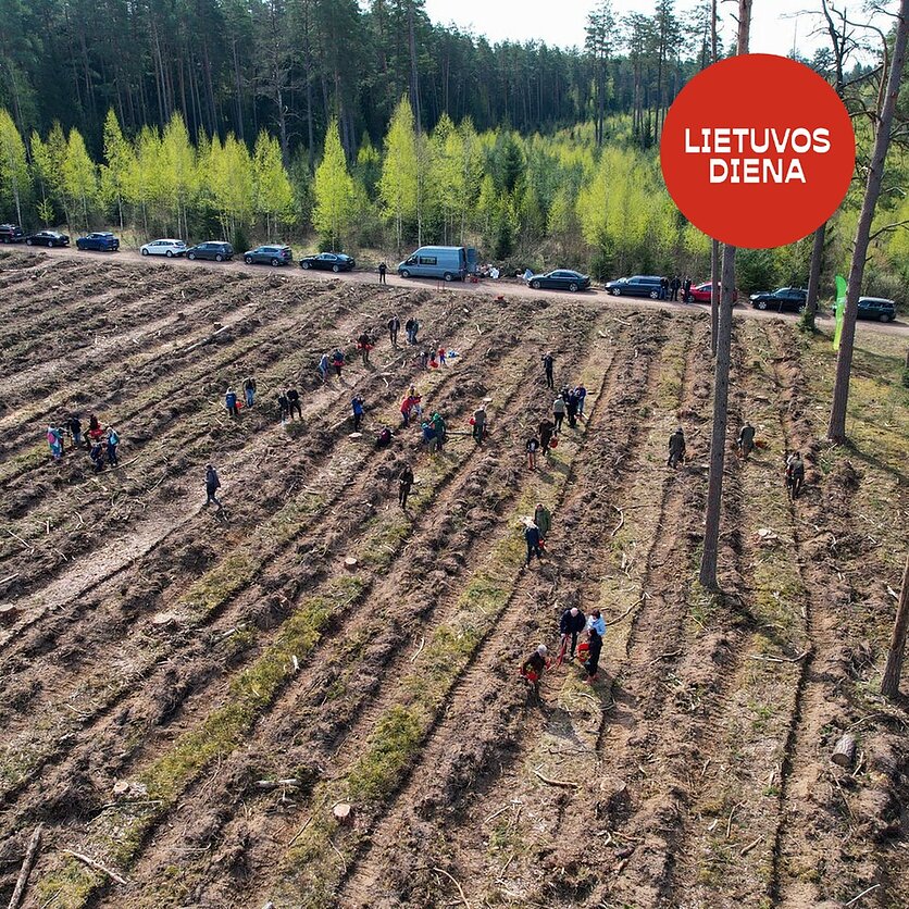 VMU nuotr. , Nacionalinis miškasodis