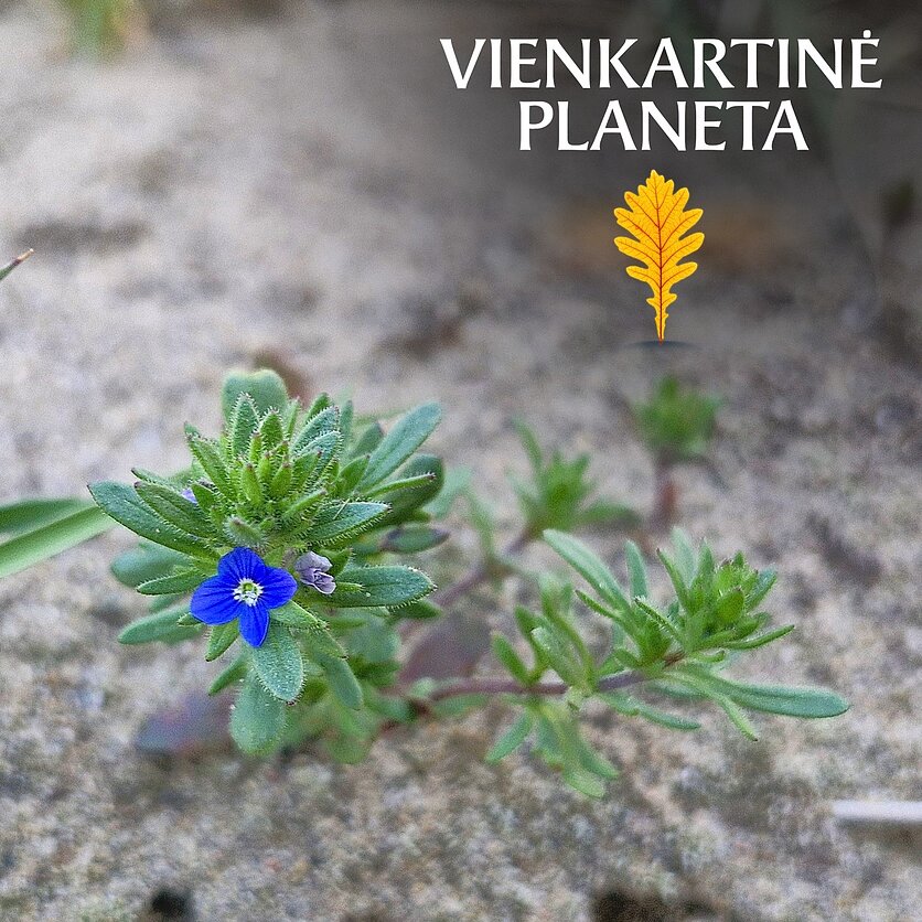 V.Pilibaitytės/LRT nuotr., Storalapė veronika (Veronica dillenii Crantz), Lietuvos botanikų draugijos išvyka Merkinėje, 2026 m.