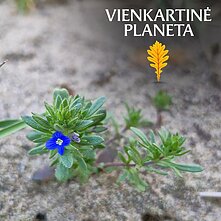 Storalapė veronika (Veronica dillenii Crantz), Lietuvos botanikų draugijos išvyka Merkinėje, 2026 m.