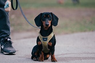 Šuns diena Vilniuje 2026 m.