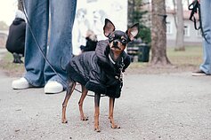 Šuns diena Vilniuje 2026 m.