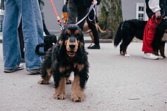 Šuns diena Vilniuje 2026 m.