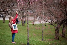 Sakuros. Asociatyvi nuotr.