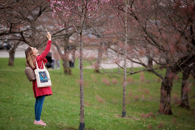 Sakuros. Asociatyvi nuotr.