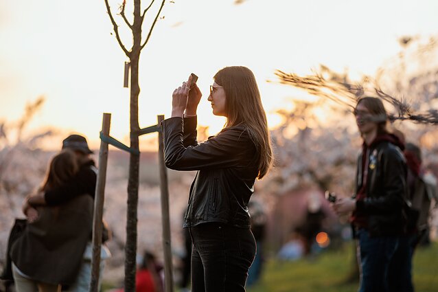 Sakurų žydėjimas Vilniuje. Asociatyvi nuotr.