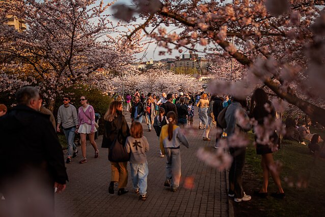 Sakurų žydėjimas Vilniuje. Asociatyvi nuotr.