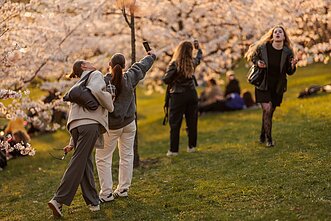 Sakurų žydėjimas Vilniuje. Asociatyvi nuotr.