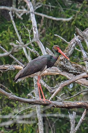 Reto amžiaus juodasis gandras