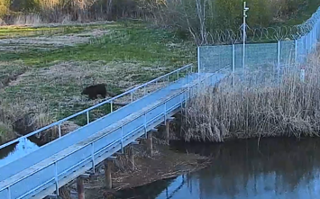 Meška Ignalinos rajone pasienyje